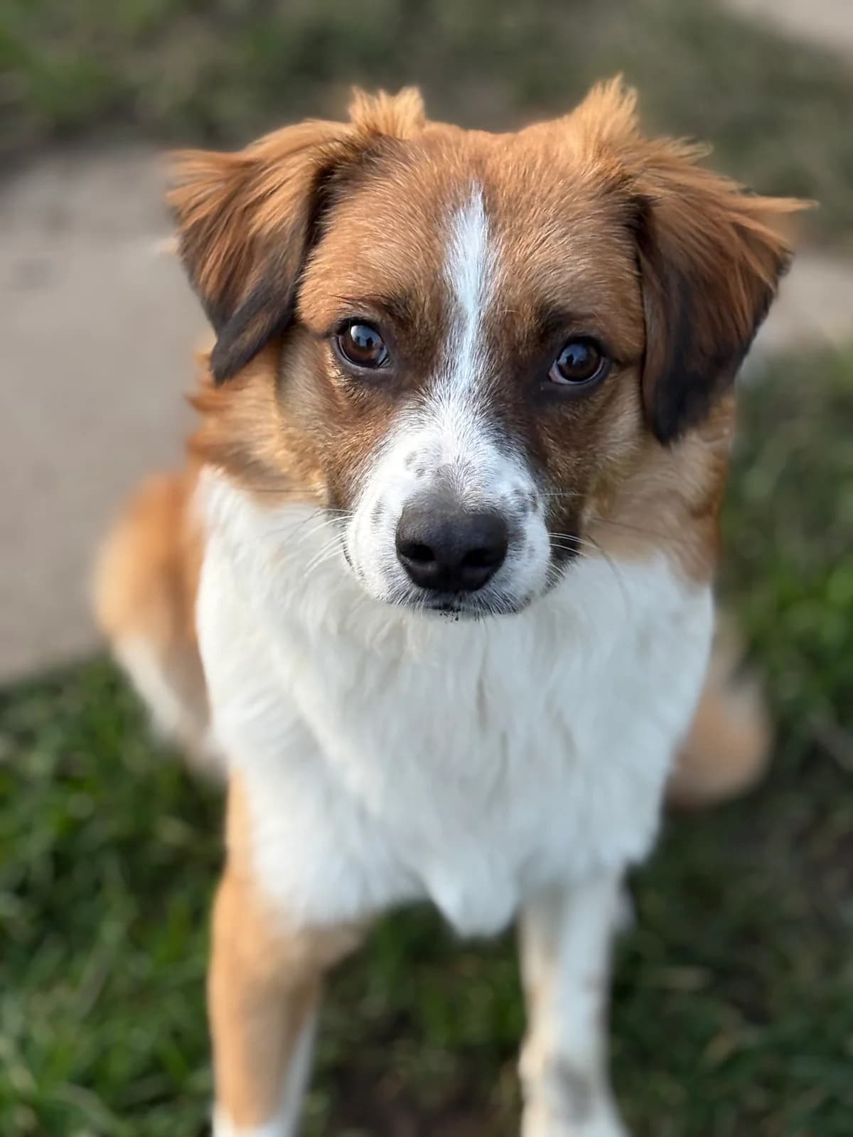 Scooby, braun/ weiß male young Mixed Breed for adoption at 4animals e.V. — Hundeauffangstation HASt, Essen