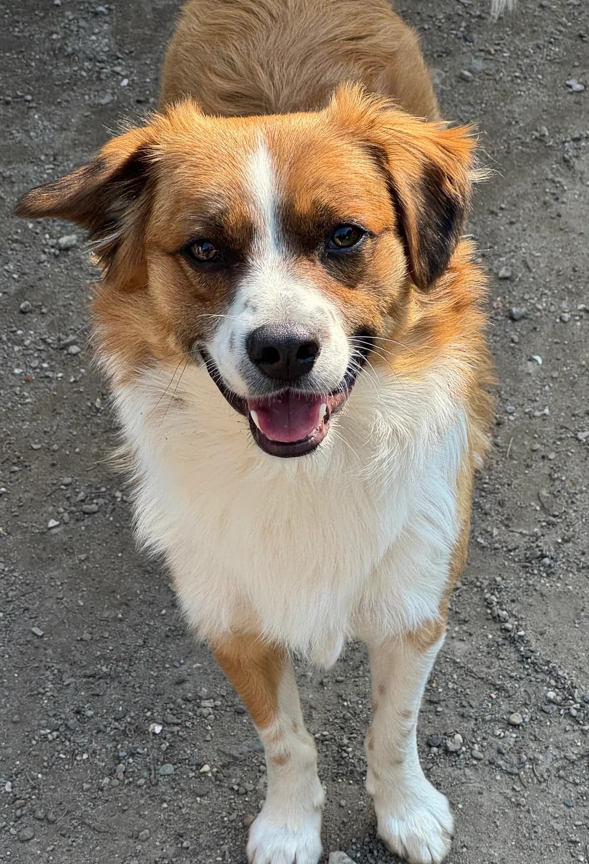 Scooby, braun/ weiß male young Mixed Breed for adoption at 4animals e.V. — Hundeauffangstation HASt, Essen