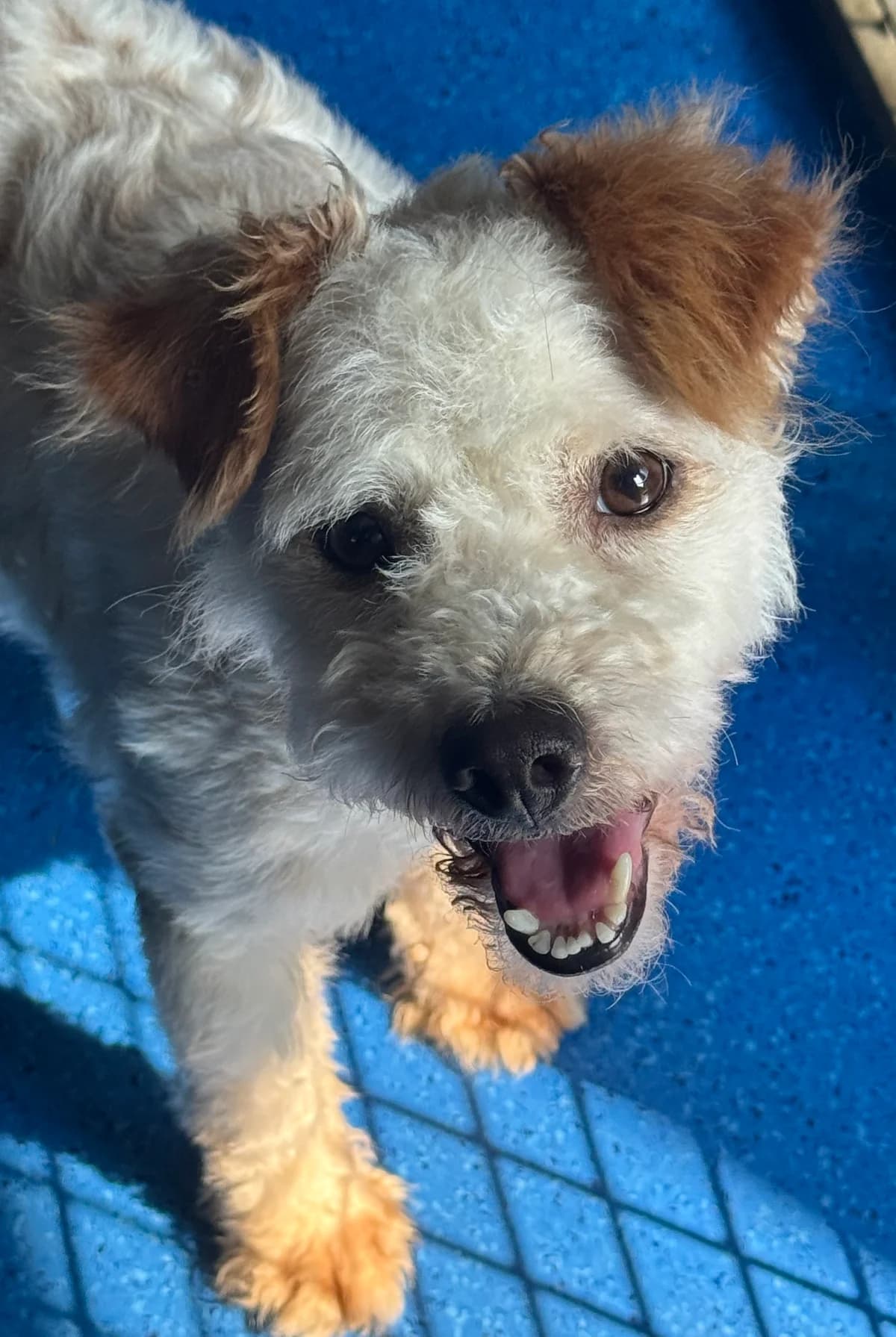 Tajo, weiß / braun male 7yo Mixed Breed for adoption at 4animals e.V. — Hundeauffangstation HASt, Essen