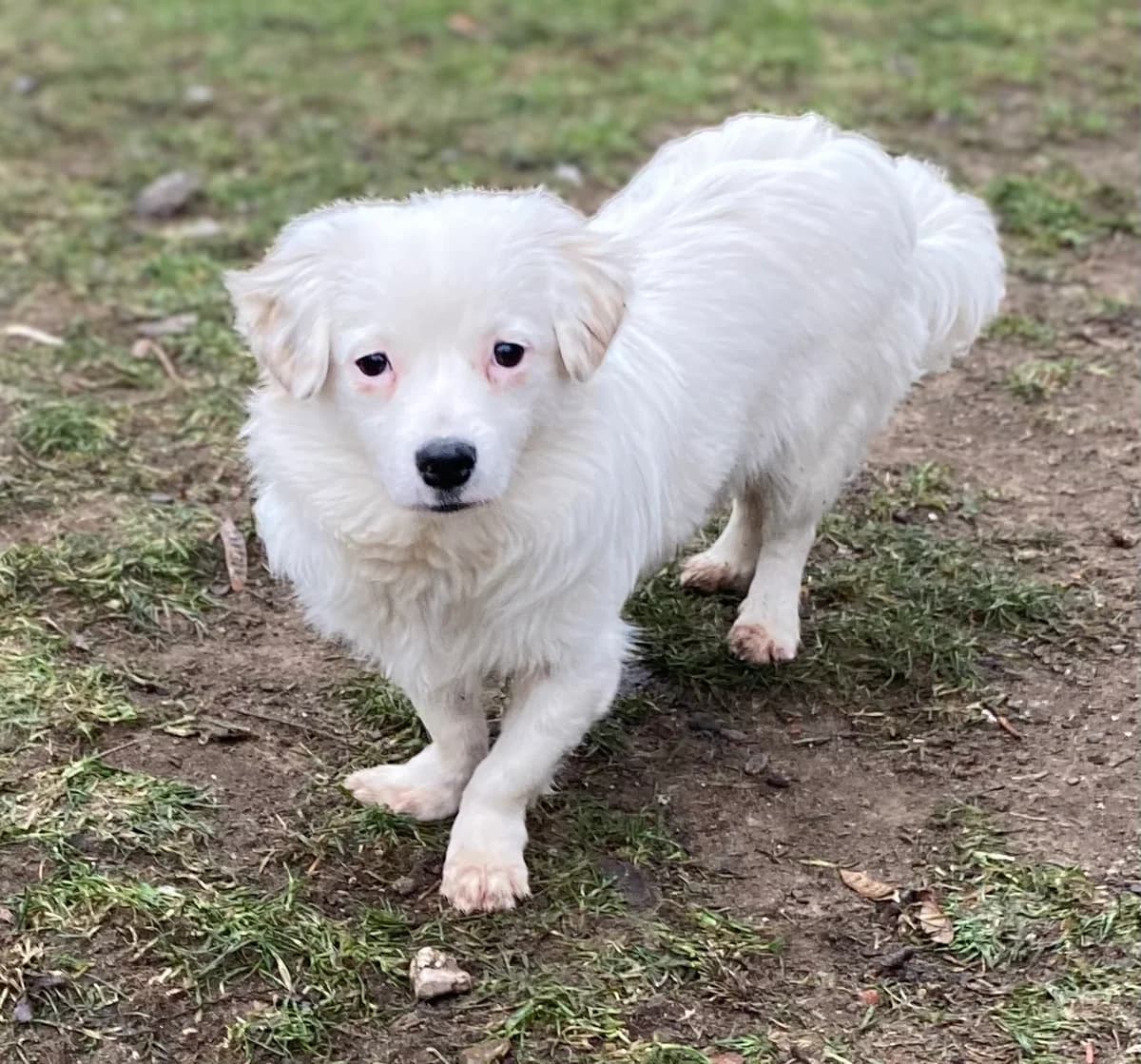Tammy, weiss male 3yo Mixed Breed for adoption at 4animals e.V. β Hundeauffangstation HASt, Essen