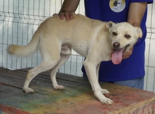 Theo, blond-weiß male 4yo Mixed Breed for adoption at 4animals e.V. — Hundeauffangstation HASt, Essen