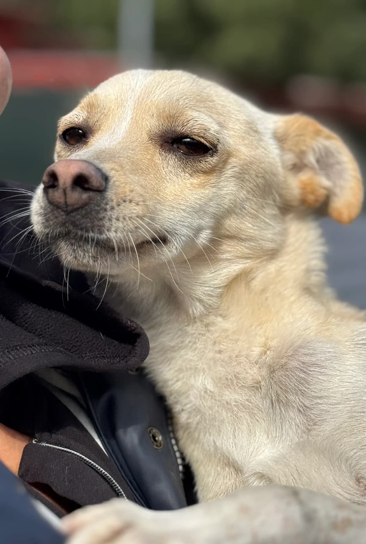 Theo, blond-weiß male 4yo Mixed Breed for adoption at 4animals e.V. — Hundeauffangstation HASt, Essen