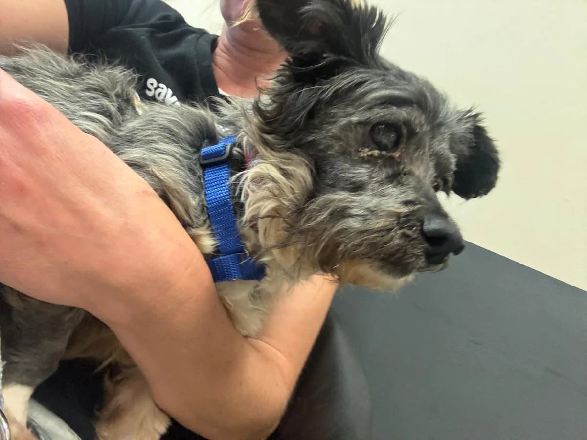 Tinka ***reserviert***, Grau/ schwarz female senior Mixed Breed for adoption at 4animals e.V. — Hundeauffangstation HASt, Essen