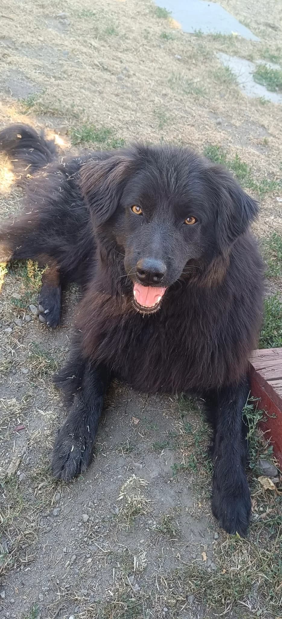 Toffee, schwarz / braun female 5yo Mixed Breed for adoption at 4animals e.V. — Hundeauffangstation HASt, Essen