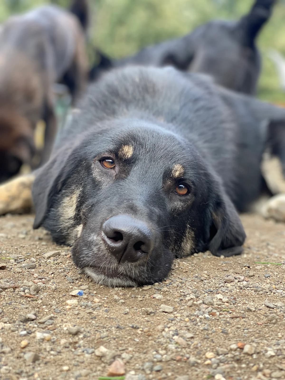 Urs, braun / schwarz male 4yo Mixed Breed for adoption at 4animals e.V. — Hundeauffangstation HASt, Essen