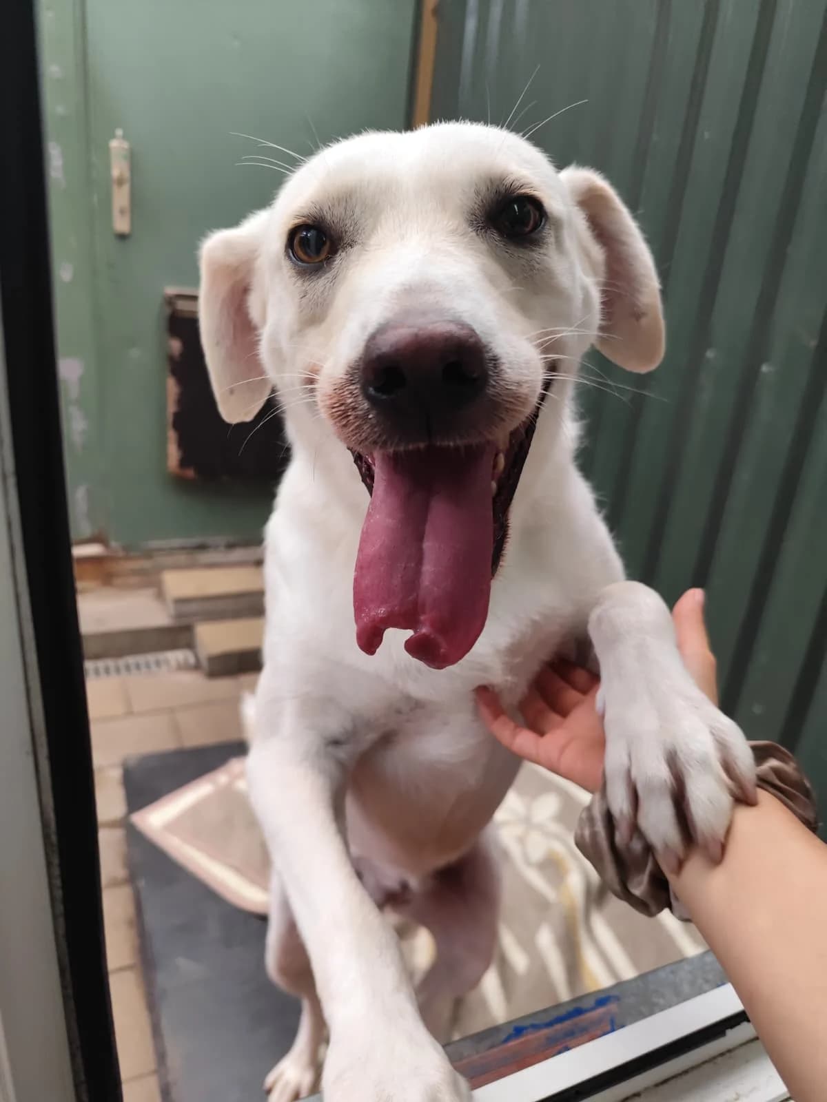 Vicky, weiß female 4yo Mixed Breed for adoption at 4animals e.V. — Hundeauffangstation HASt, Essen