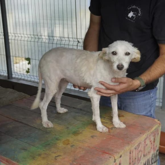 Wilma, weiß female 4yo Mixed Breed for adoption at 4animals e.V. — Hundeauffangstation HASt, Essen