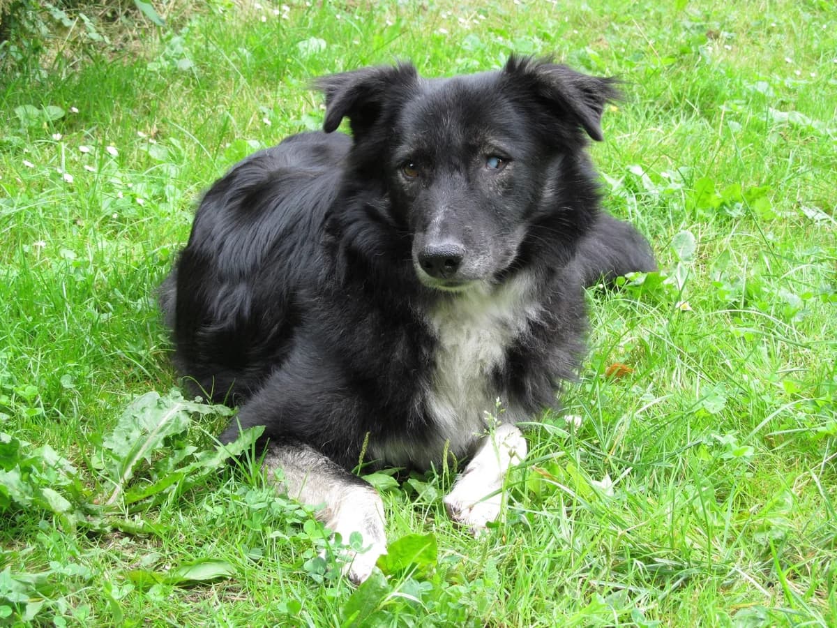 Wobby Gnadenplatz, schwarz/weiss male senior Mixed Breed for adoption at 4animals e.V. — Hundeauffangstation HASt, Essen