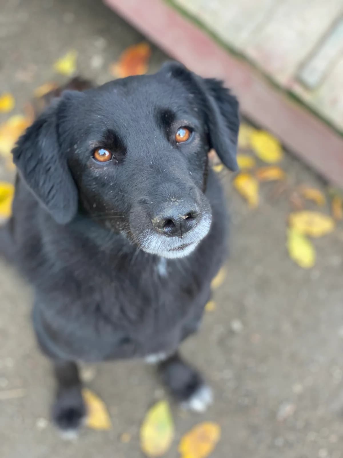 Yuna ***reserviert***, schwarz / weiß female 4yo Mixed Breed for adoption at 4animals e.V. — Hundeauffangstation HASt, Essen