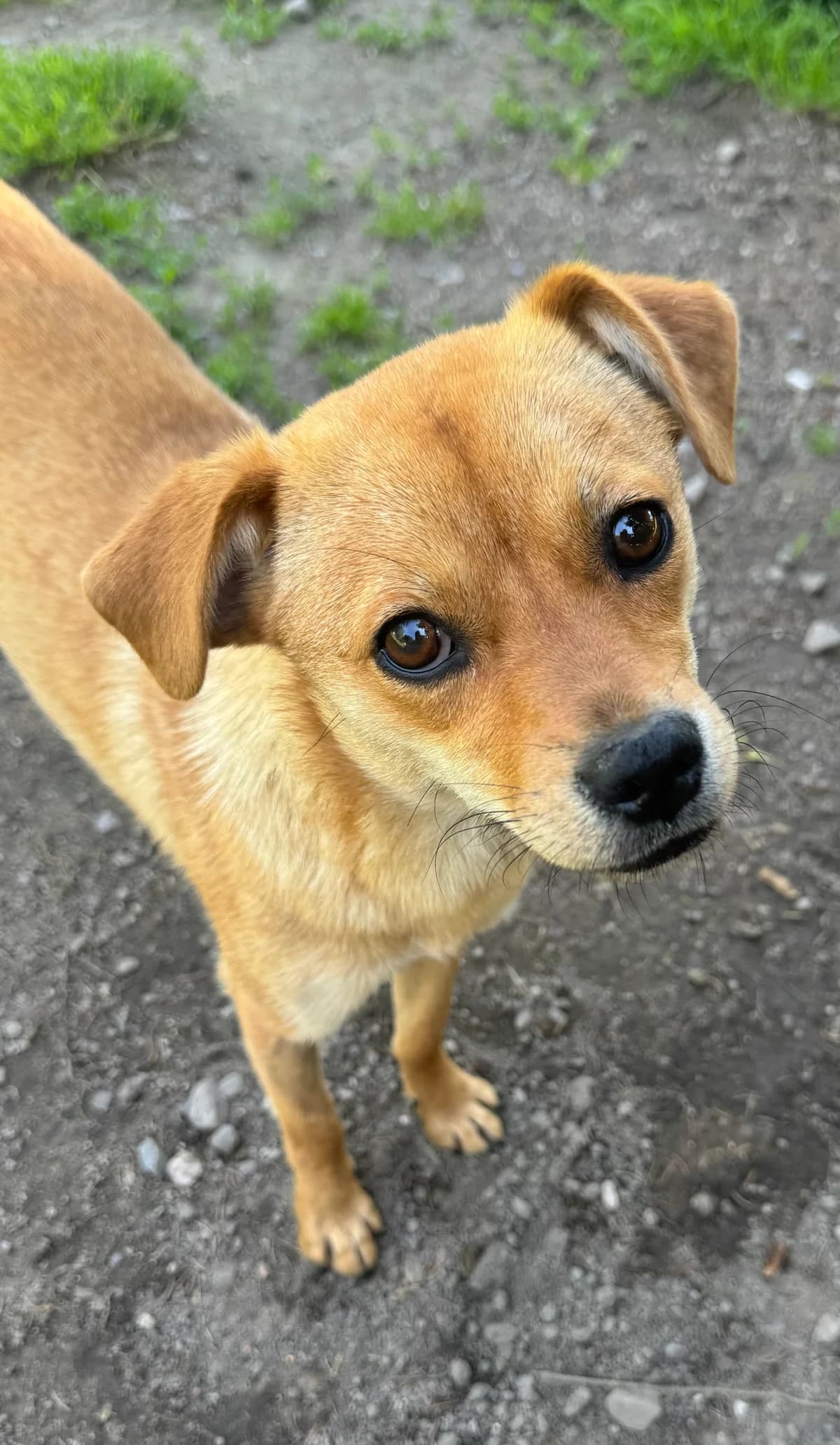 Zuma, braun female young Mixed Breed for adoption at 4animals e.V. — Hundeauffangstation HASt, Essen