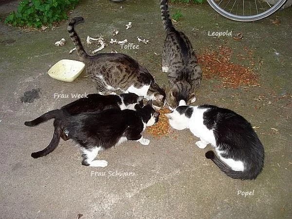 * Kastrationspaten f. Streuner gesucht!, female European Shorthair for adoption at ADOP-Tiervermittlung