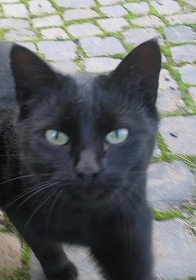 * EROL, male senior mixed breed for adoption at ADOP-Tiervermittlung