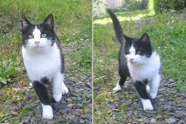 * EGON, schwarz male senior European Shorthair for adoption at ADOP-Tiervermittlung