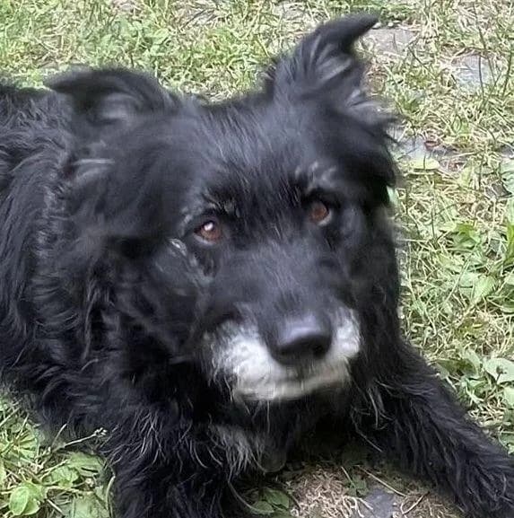 Altdeutscher Strobel, male 7yo mixed breed for adoption at ADOP-Tiervermittlung