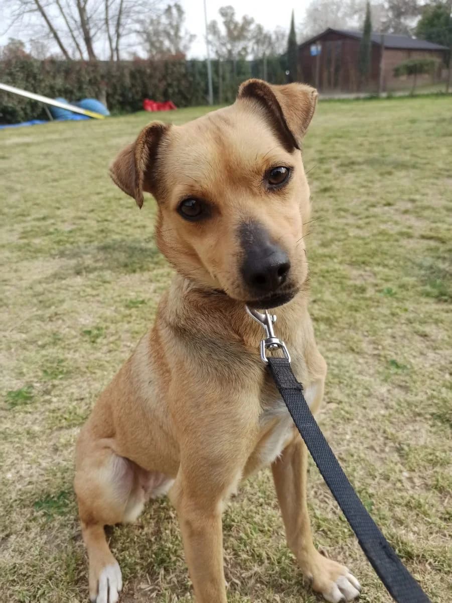 Ledy, female 7yo Mixed Breed for adoption at Adozioni del cuore e.V., Wedel