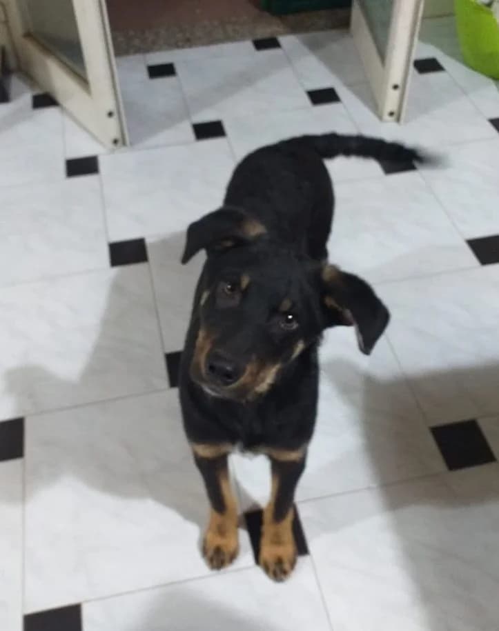 Carlo (von Giovanna), male puppy Mixed Breed for adoption at Adozioni del cuore e.V., Wedel