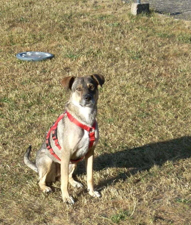 Eva, senior Mixed Breed for adoption at Adozioni del cuore e.V., Wedel