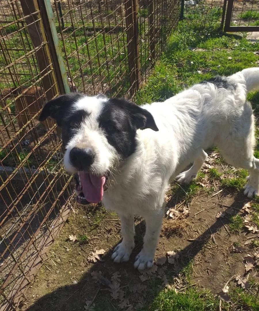 Godzilla, male 5yo Mixed Breed for adoption at Adozioni del cuore e.V., Wedel