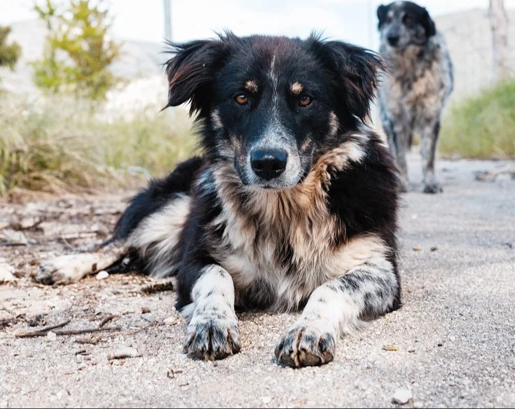 Leone, female 7yo Mixed Breed for adoption at Adozioni del cuore e.V., Wedel
