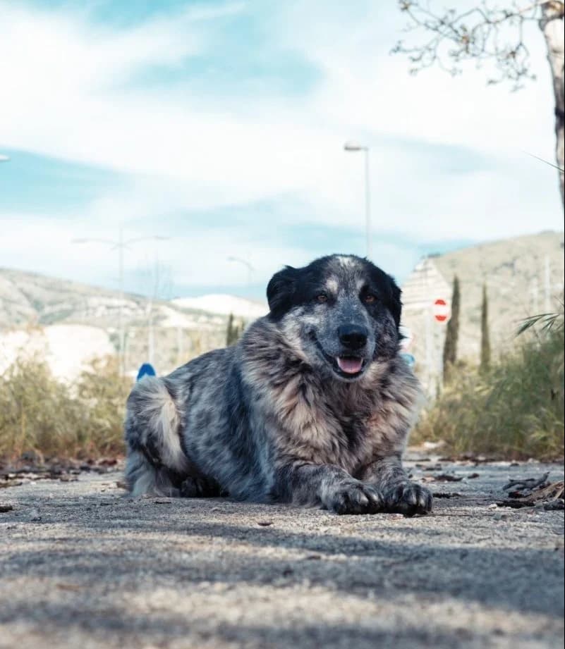 Sara, female 7yo Mixed Breed for adoption at Adozioni del cuore e.V., Wedel
