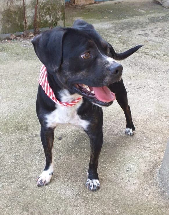 Fritz(i), male 6yo Mixed Breed for adoption at Adozioni del cuore e.V., Wedel
