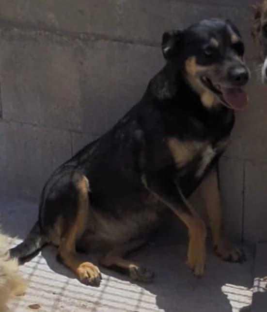 Eagle, female senior Mixed Breed for adoption at Adozioni del cuore e.V., Wedel