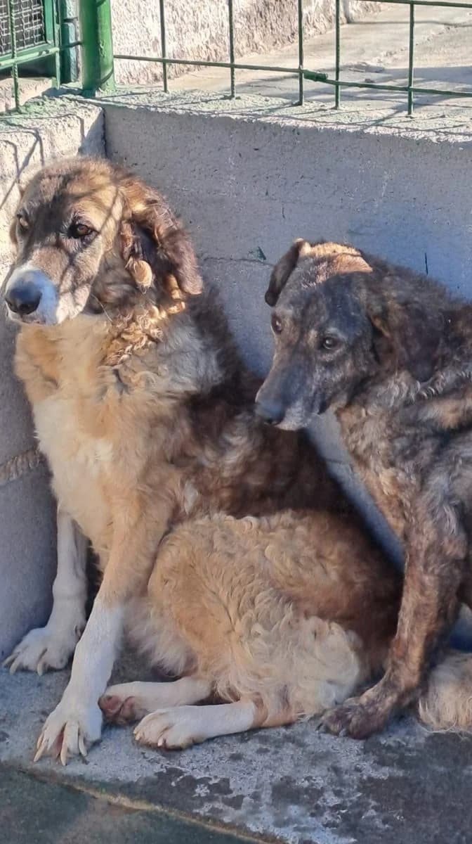 Dea, female senior Mixed Breed for adoption at Adozioni del cuore e.V., Wedel