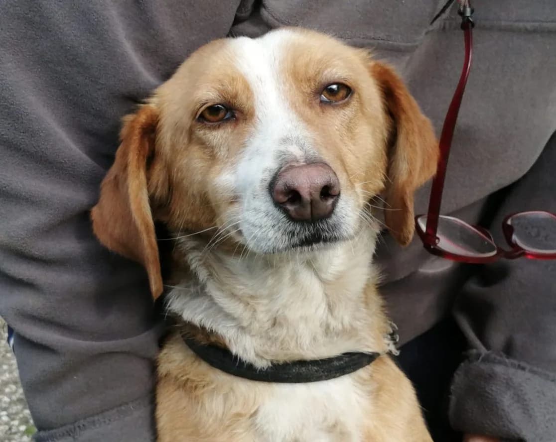 Zoe (bei Olivia), female 7yo Mixed Breed for adoption at Adozioni del cuore e.V., Wedel