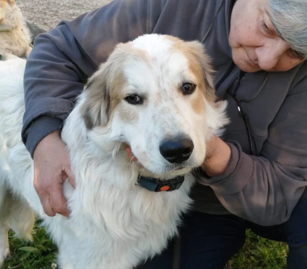 Miki (bei Olivia), male 4yo Mixed Breed for adoption at Adozioni del cuore e.V., Wedel