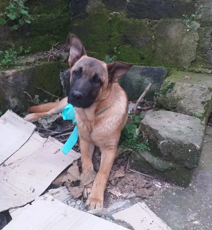 Zita (Liliana, Romea, Sira, Ricca), female 4yo Mixed Breed for adoption at Adozioni del cuore e.V., Wedel