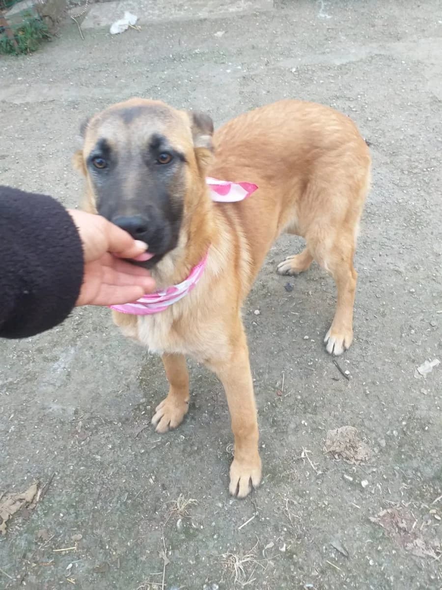 Romea (Sira, Ricca, Zita, Liliana), female 4yo Mixed Breed for adoption at Adozioni del cuore e.V., Wedel