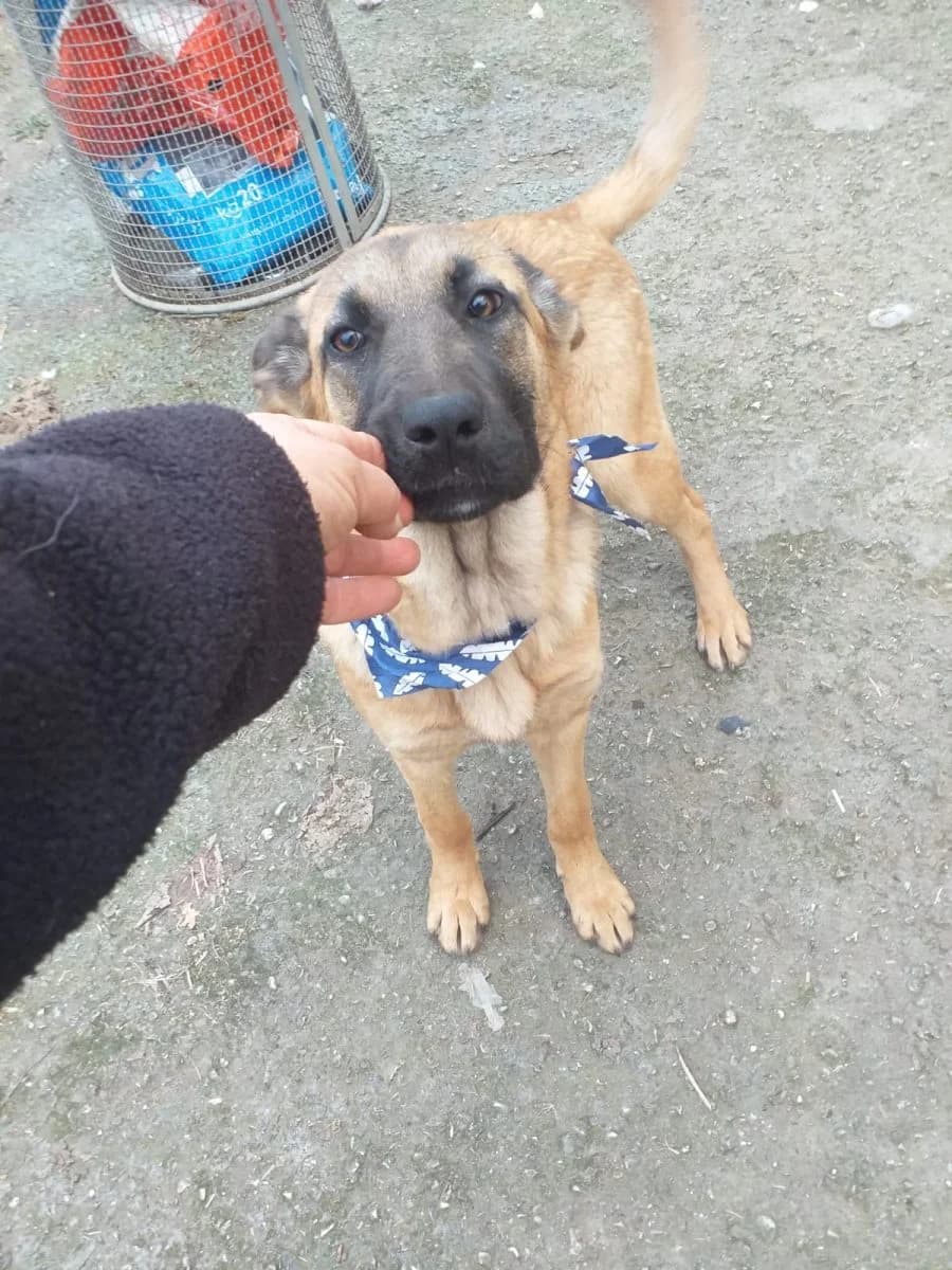 Sira (Ricca, Zita, Liliana, Romea), female 4yo Mixed Breed for adoption at Adozioni del cuore e.V., Wedel