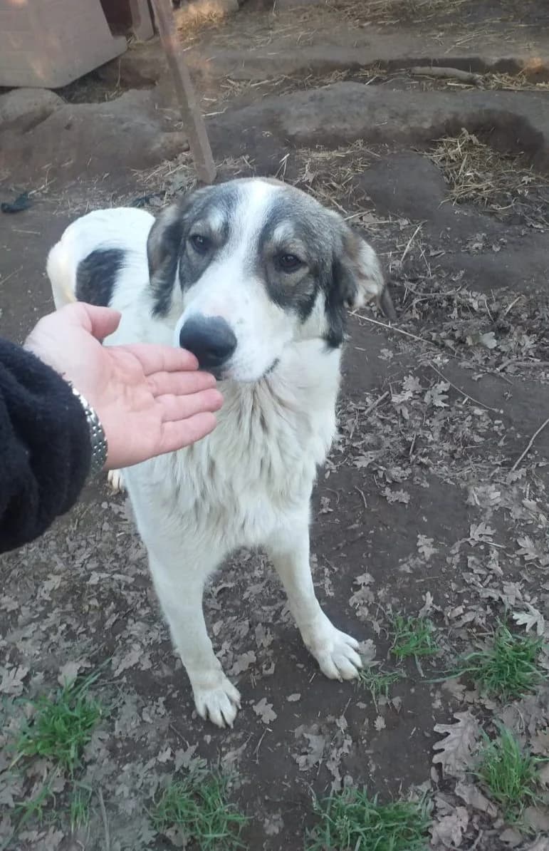 Tommy, golden male puppy Golden Retriever for adoption at Adozioni del cuore e.V., Wedel