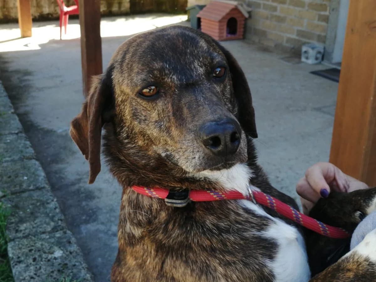 Pongo von Olivia, male 7yo mixed breed for adoption at Adozioni del cuore e.V., Wedel