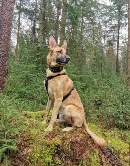 Pepe, male 6yo Belgian Malinois for adoption at Adozioni del cuore e.V., Wedel