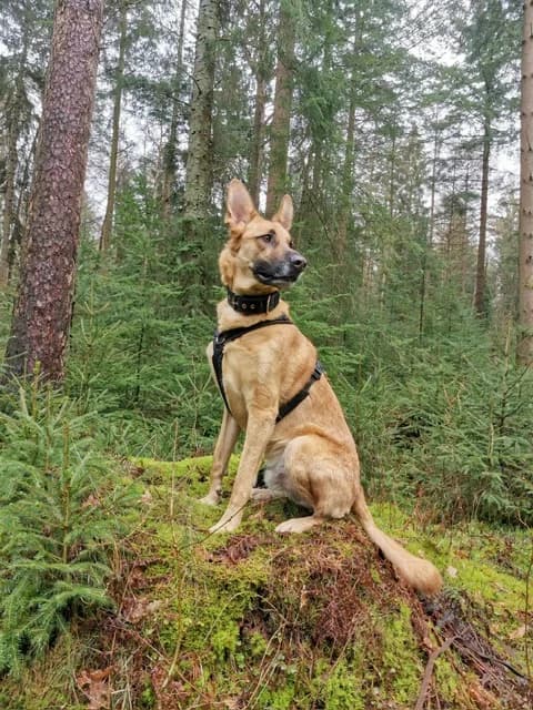 Pepe, male 6yo Belgian Malinois for adoption at Adozioni del cuore e.V., Wedel