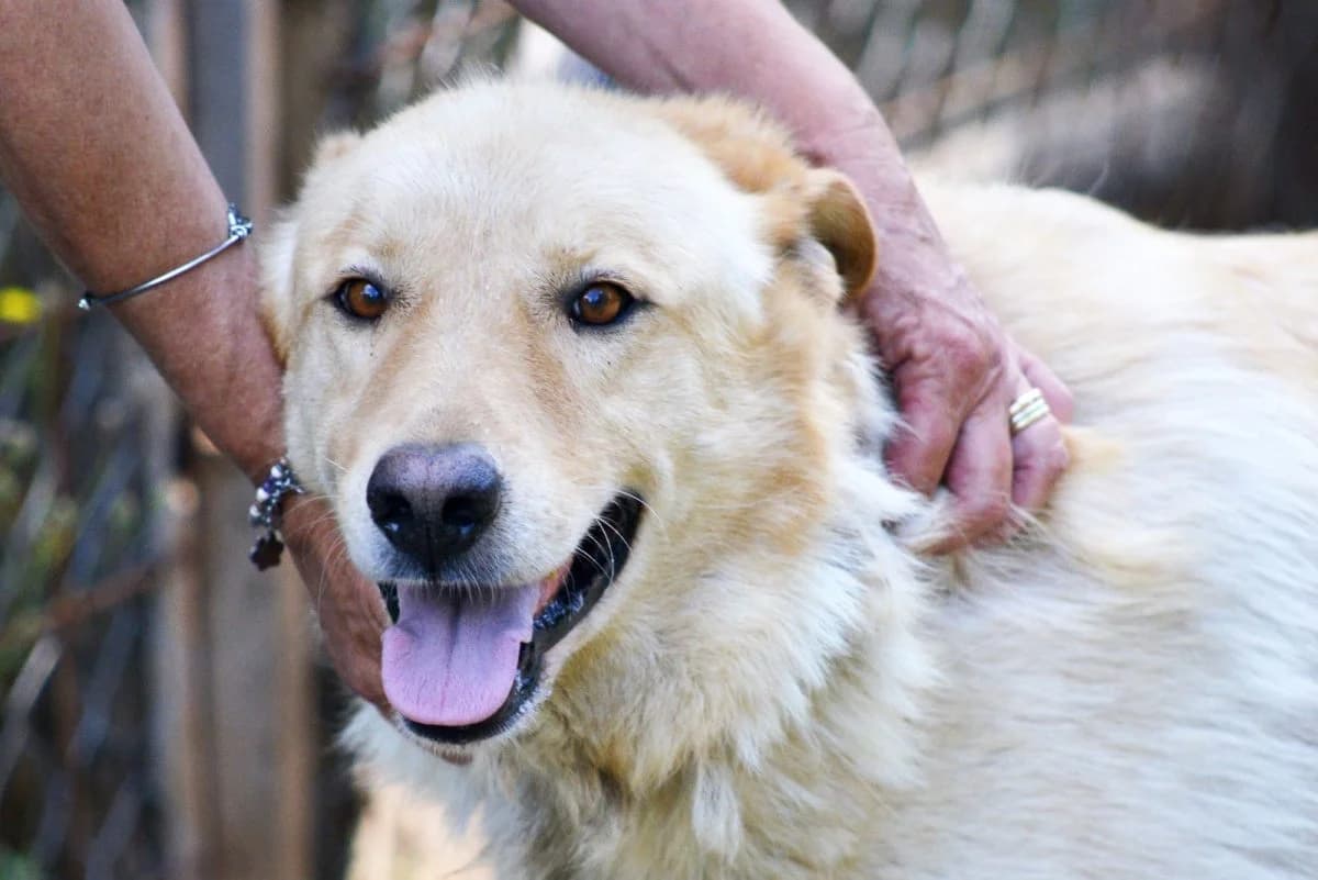 Hachiko (bei Olivia), male senior mixed breed for adoption at Adozioni del cuore e.V., Wedel