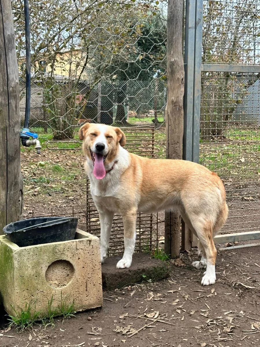 Bionda (bei Olivia), female 5yo Mixed Breed for adoption at Adozioni del cuore e.V., Wedel