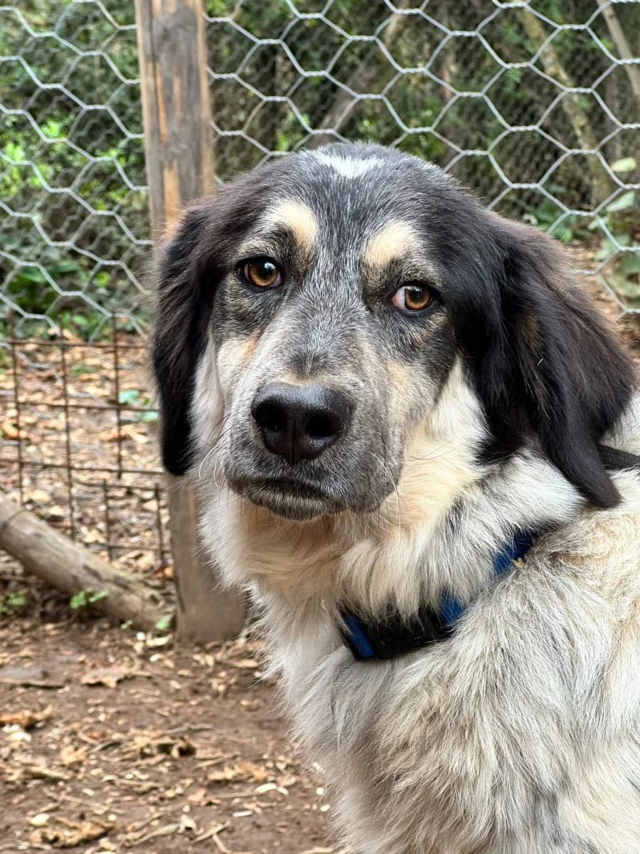 Marzio (bei Olivia), male 4yo mixed breed for adoption at Adozioni del cuore e.V., Wedel