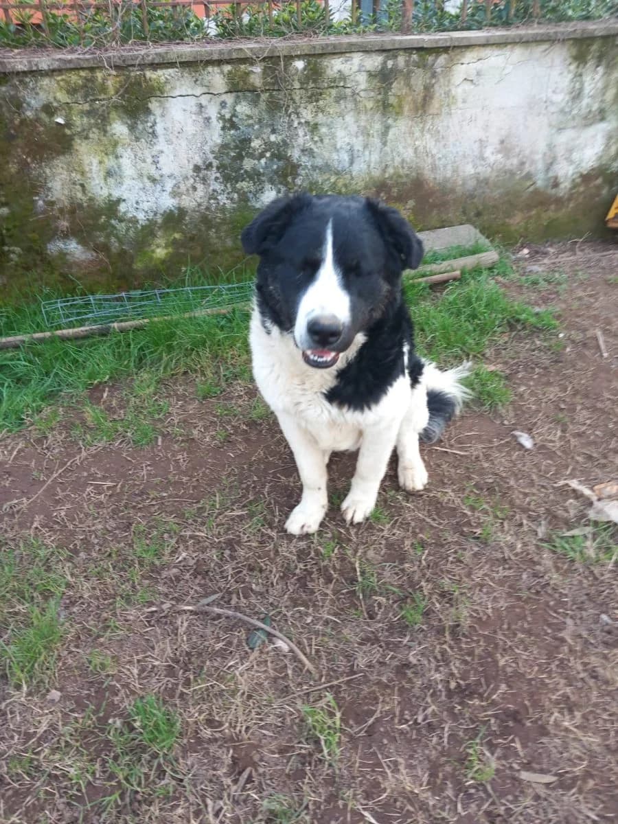 Riccardino (und Panda), schwarz male 3yo Mixed Breed for adoption at Adozioni del cuore e.V., Wedel