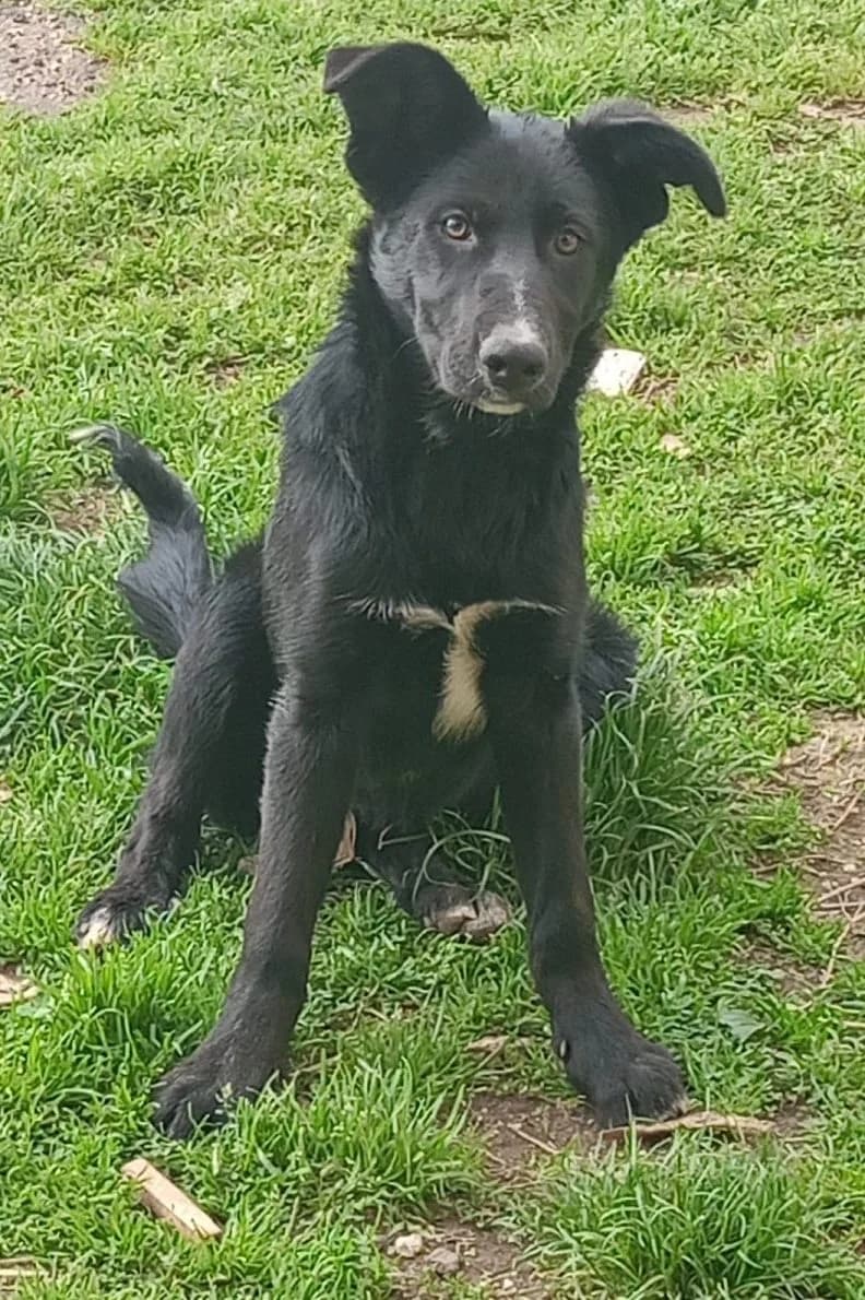 Angy (Tesla und Mary), female 3yo Mixed Breed for adoption at Adozioni del cuore e.V., Wedel