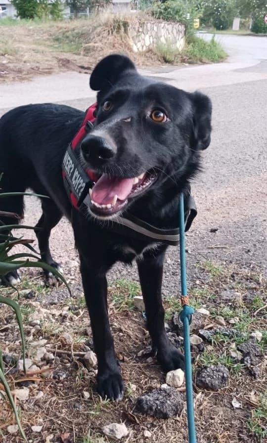 Tesla (Mary und Angy), female 3yo Mixed Breed for adoption at Adozioni del cuore e.V., Wedel