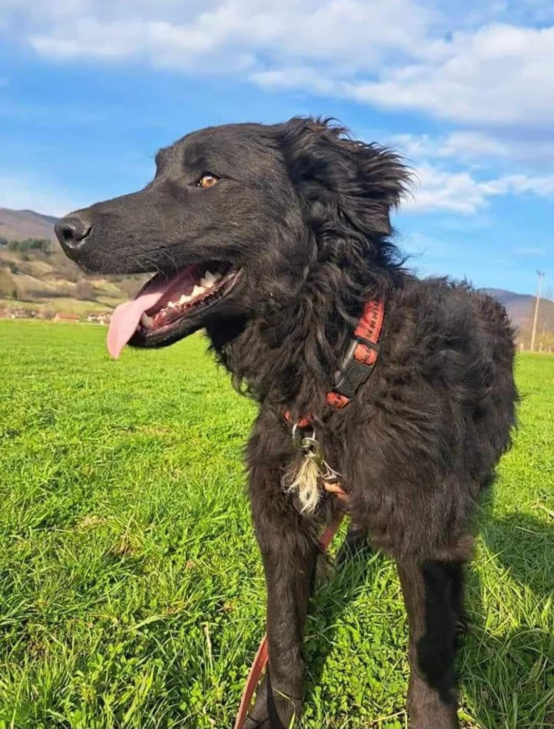 Fabia, female 5yo mixed breed for adoption at Adozioni del cuore e.V., Wedel