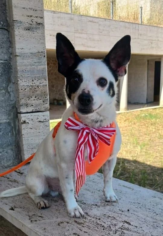 Pierrot, schwarz male 5yo Mixed Breed for adoption at Adozioni del cuore e.V., Wedel
