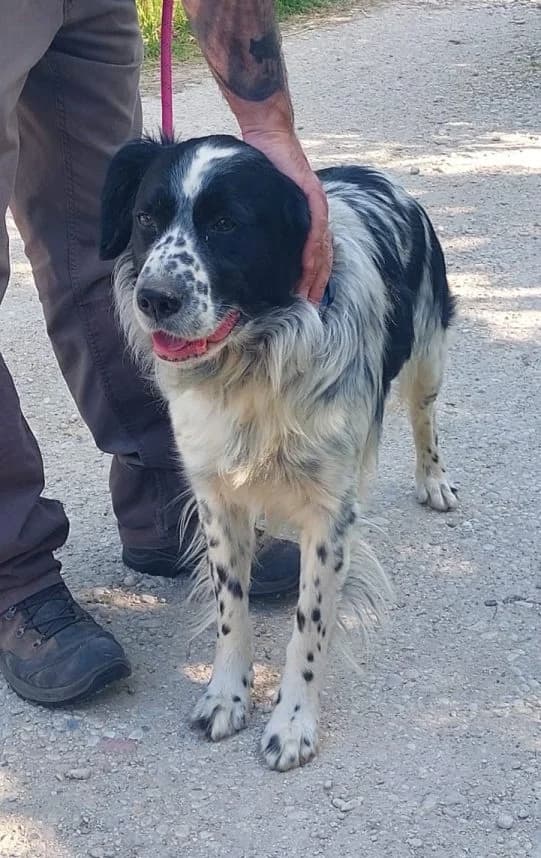 Rocky, schwarz male senior mixed breed for adoption at Adozioni del cuore e.V., Wedel