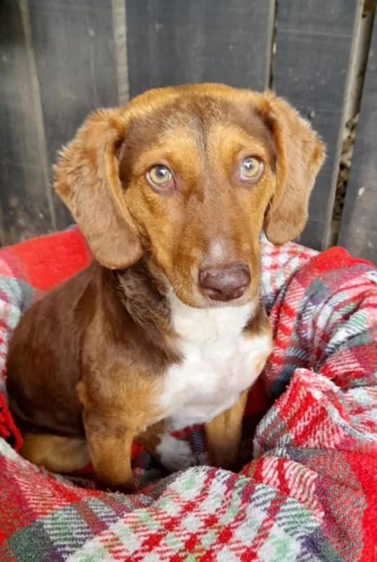 Daisy, gold female young Mixed Breed for adoption at Adozioni del cuore e.V., Wedel
