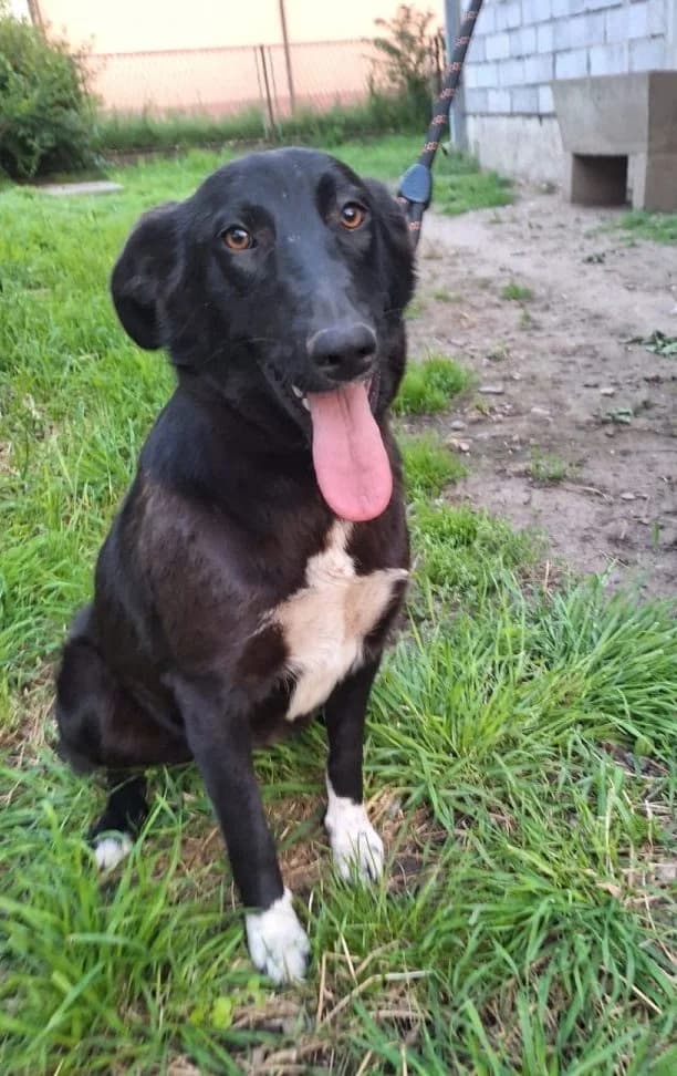 Phoebe, weiร female young Mixed Breed for adoption at Adozioni del cuore e.V., Wedel