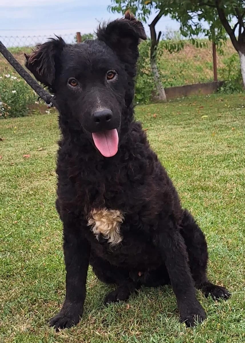 Ernie, male young German Shepherd for adoption at Adozioni del cuore e.V., Wedel