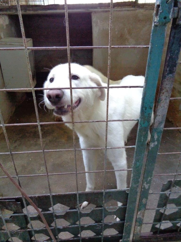 Garibaldi, male senior mixed breed for adoption at Adozioni del cuore e.V., Wedel