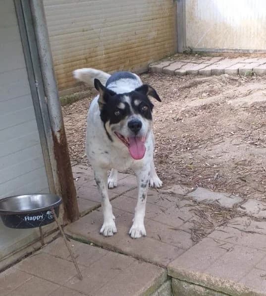 Livio, male senior Mixed Breed for adoption at Adozioni del cuore e.V., Wedel
